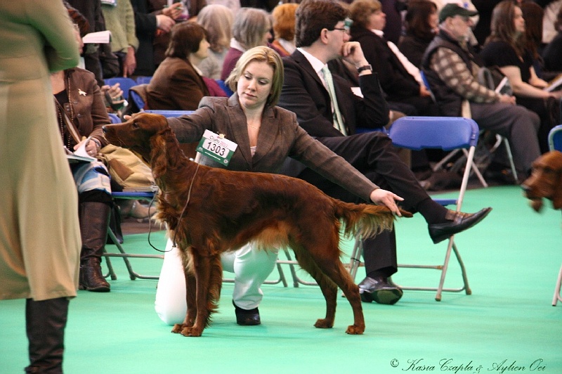 Crufts2011 173.jpg